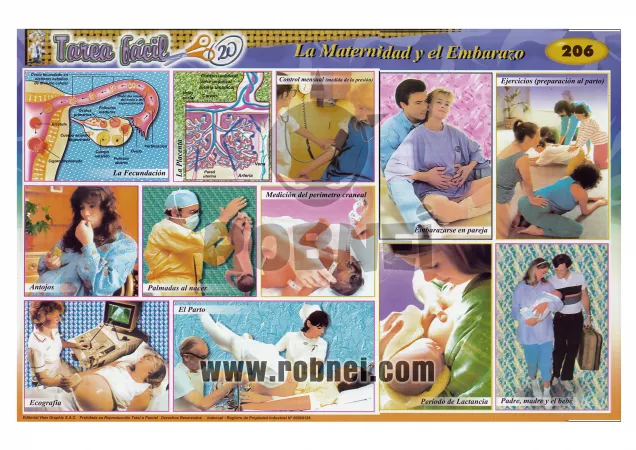 La Maternidad Y El Embarazo